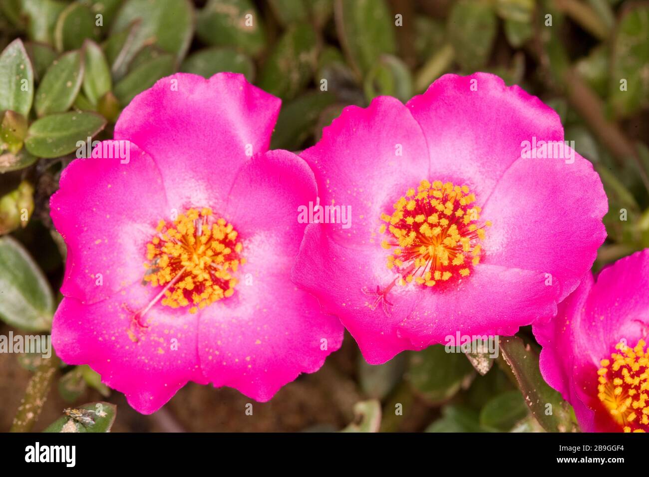 Flower, Onze-horas, Portulaca grandiflora, Miranda, Mato Grosso do Sul,  Brazil Stock Photo - Alamy