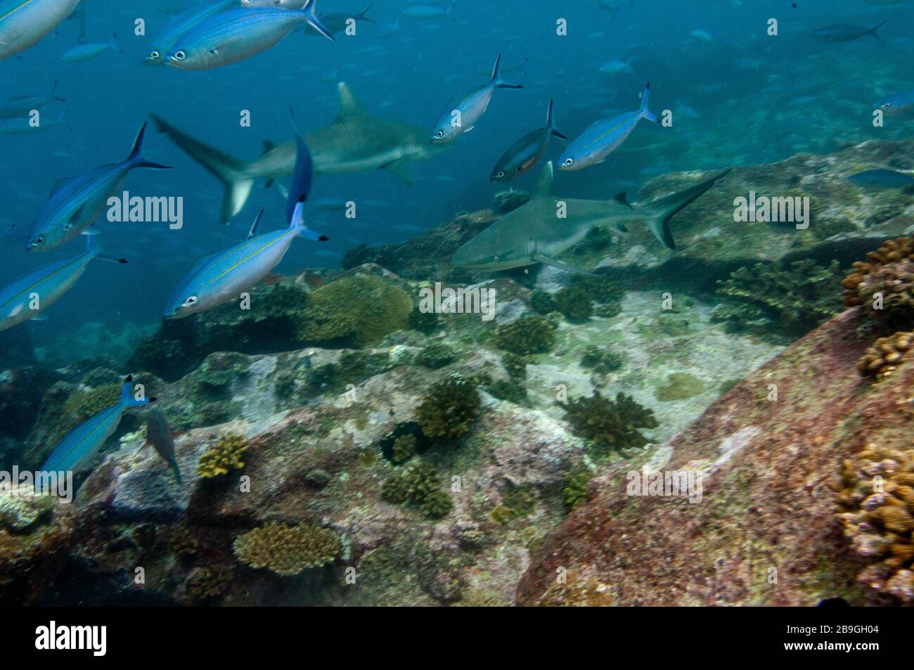 School of Grey reef sharks (Carcharhinus amblyrhynchos) over the rock reef in Marianne Island, Seychelles Stock Photo