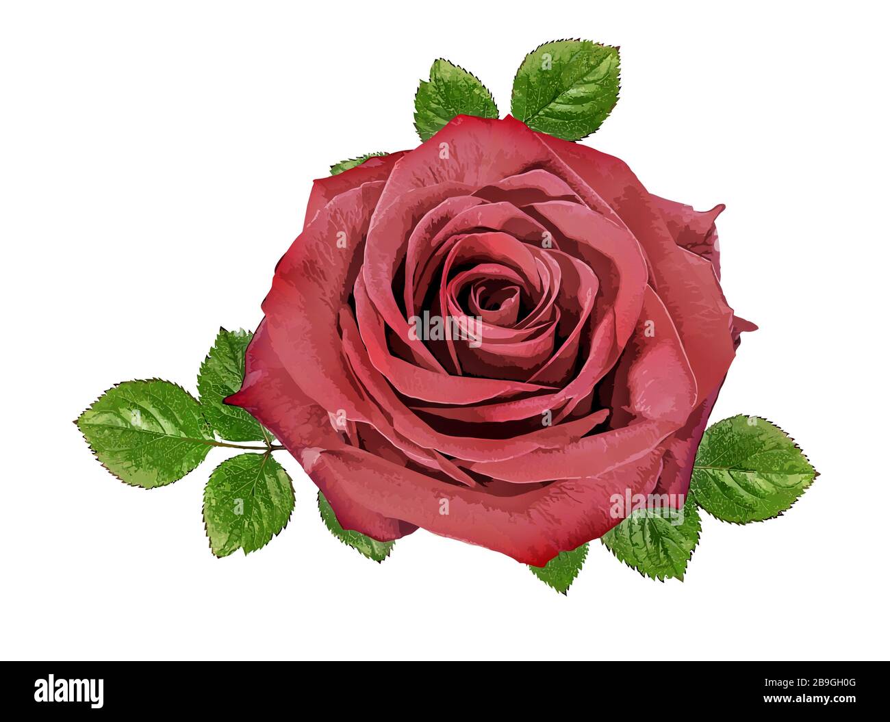 rose isolated on white background Stock Photo - Alamy