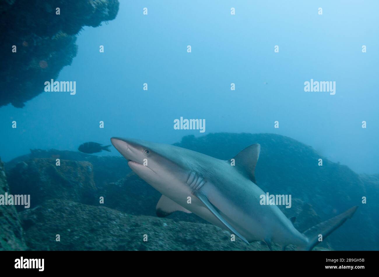 Solo Grey reef shark (Carcharhinus amblyrhynchos) swimming over the rocks in Marianne island, Seychelles Stock Photo