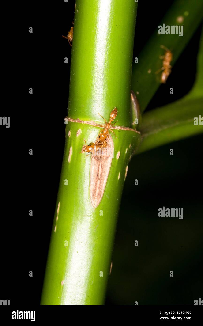 formiga-vermelha em pau-de-novato, novateiro, Triplaris brasiliana, Ant-red in Wood-of-beginner,   Miranda, Mato Grosso do Sul, Brazil Stock Photo