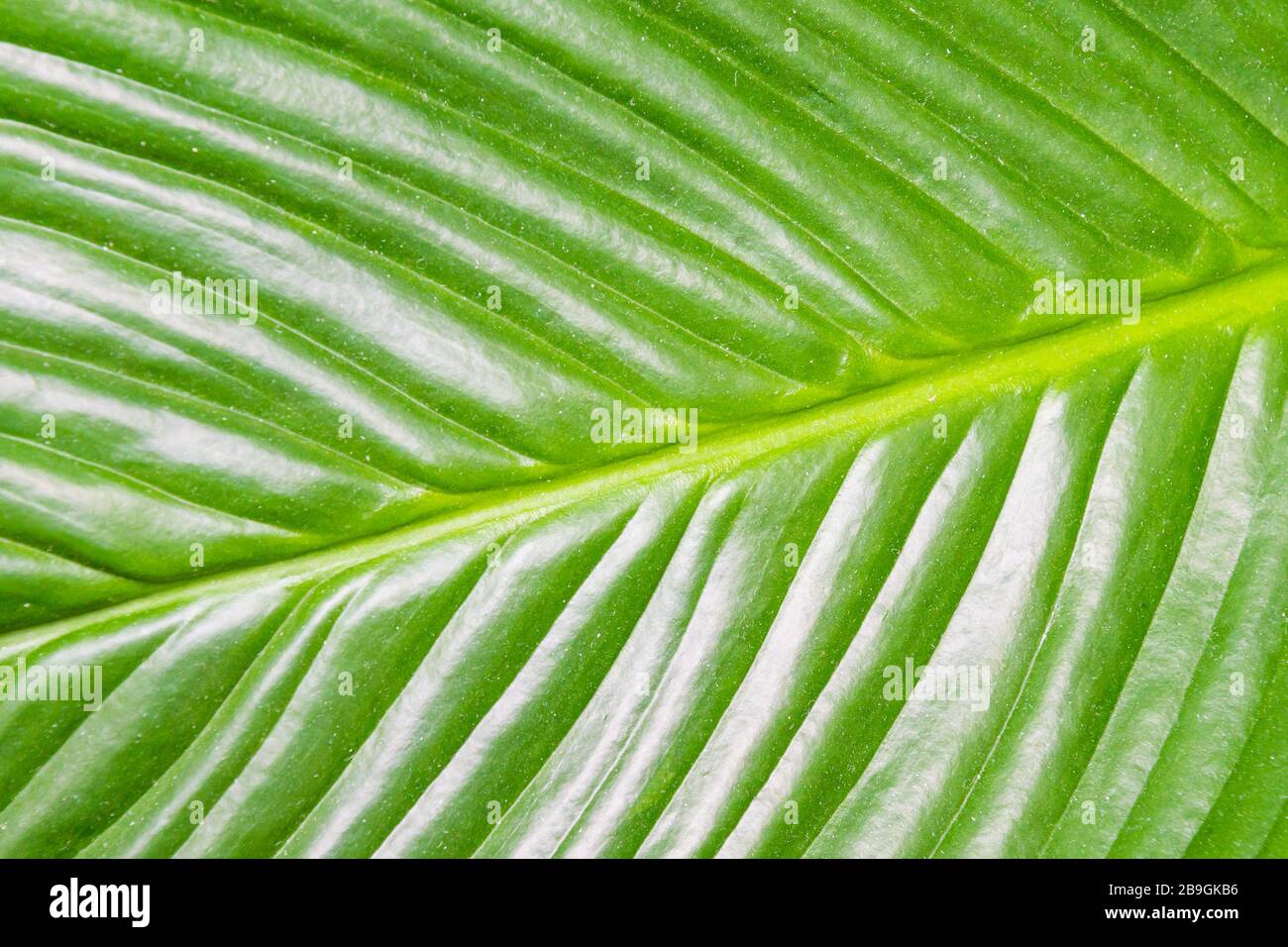 Big bright green shiny leaf structure of a tropical plant leaf Stock