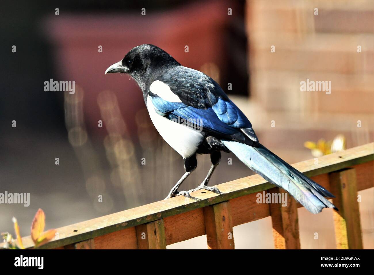 Magpie sitting on a garden fence Stock Photo