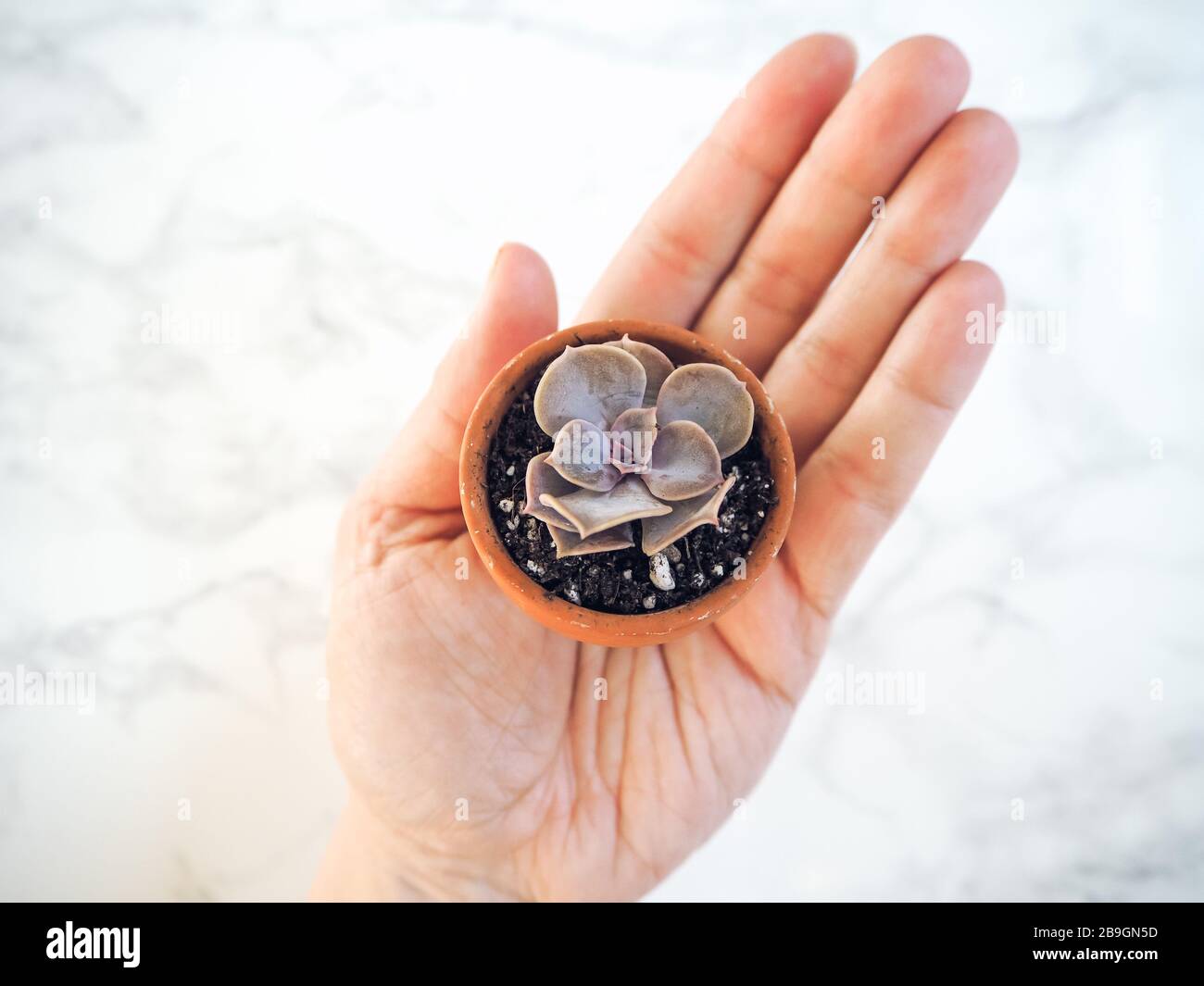 Caucasian hand holding a small terracotta pot with an echeveria Perle Von Nurnberg against a white marble background Stock Photo