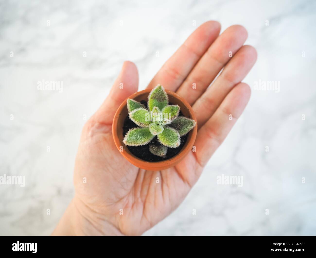 Caucasian hand holding a small terracotta pot with young echeveria setosa, a hairy evergreen succulent, against a white background Stock Photo