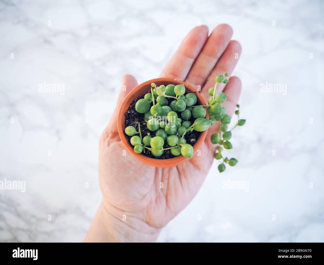Caucasian hand holding a small terracotta pot with a senecio rowleyanus, commonly known as a string of pearls, against a white marble background Stock Photo