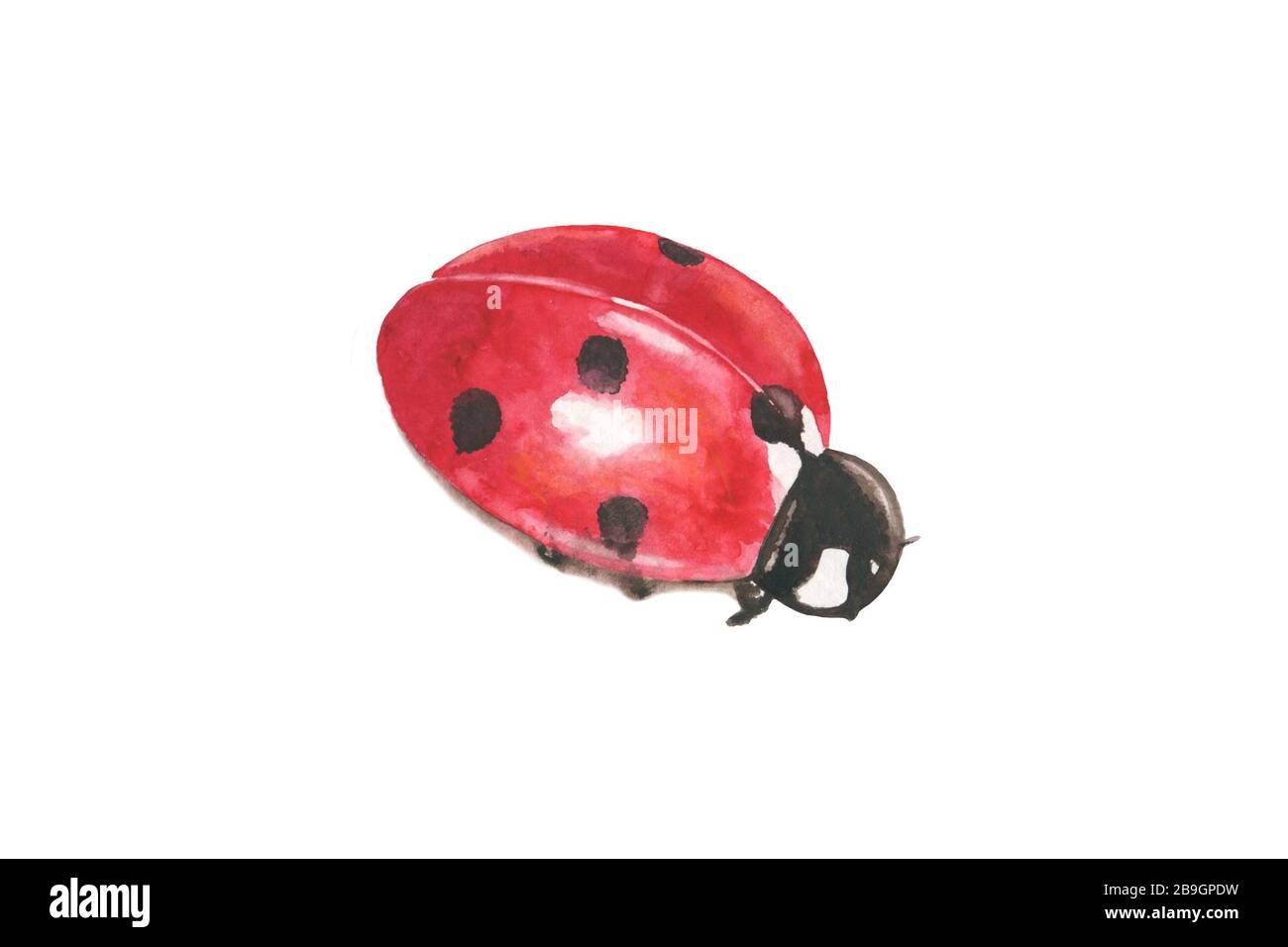 A red ladybug. Colored pencil drawing. 4.5X7.5 inches., image size:1300x956