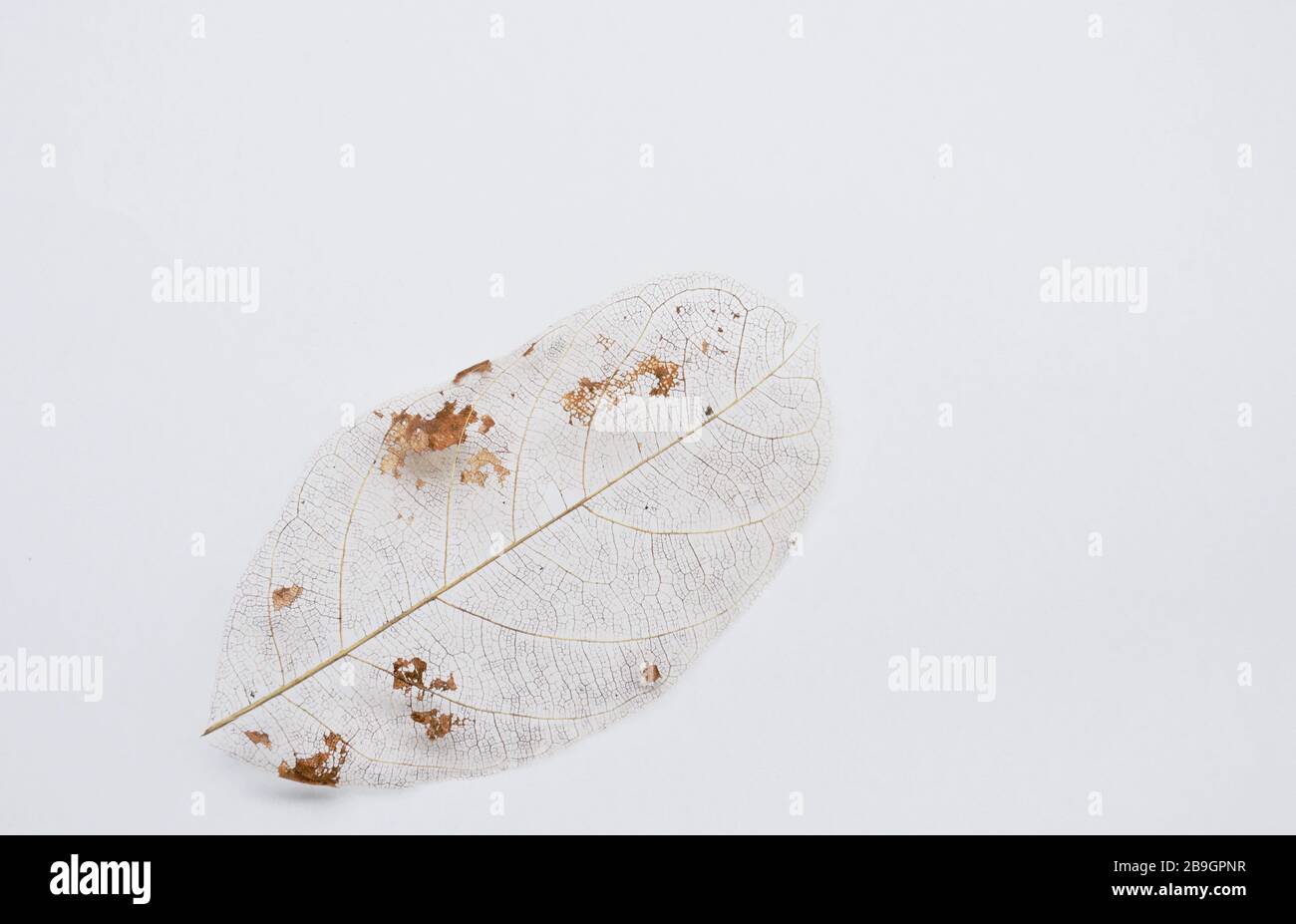 dry leaf decompose structure on white background Stock Photo - Alamy