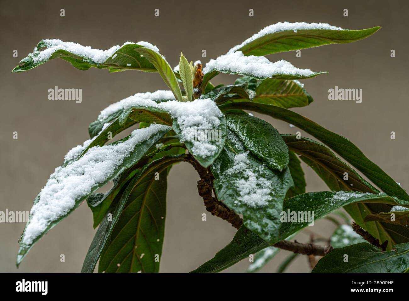 Medlar leaves under a spring snowfall Stock Photo