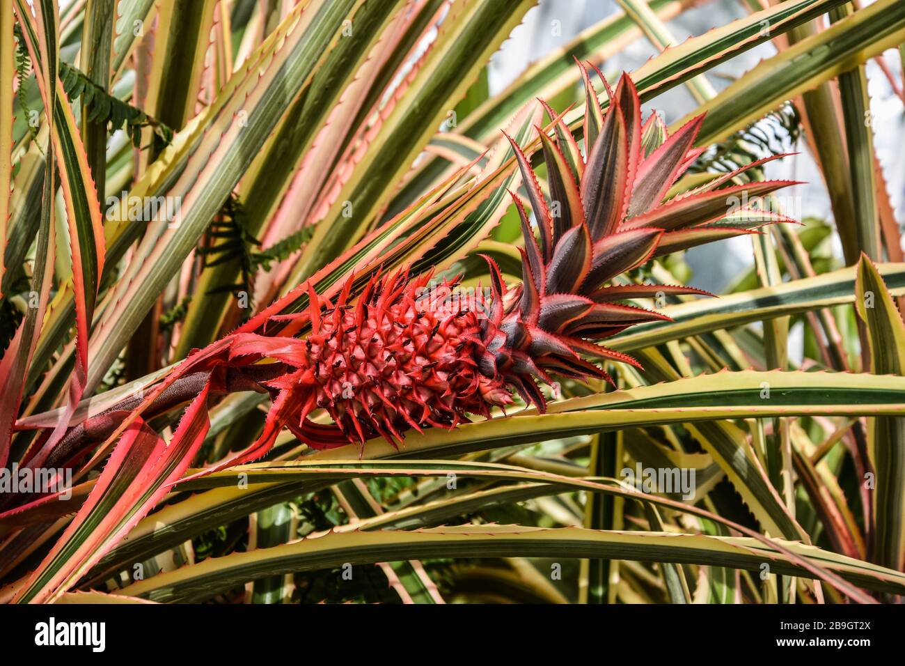 Wallpaper Of Growing Small Tropical Fresh Red Pineapple Stock Photo Alamy