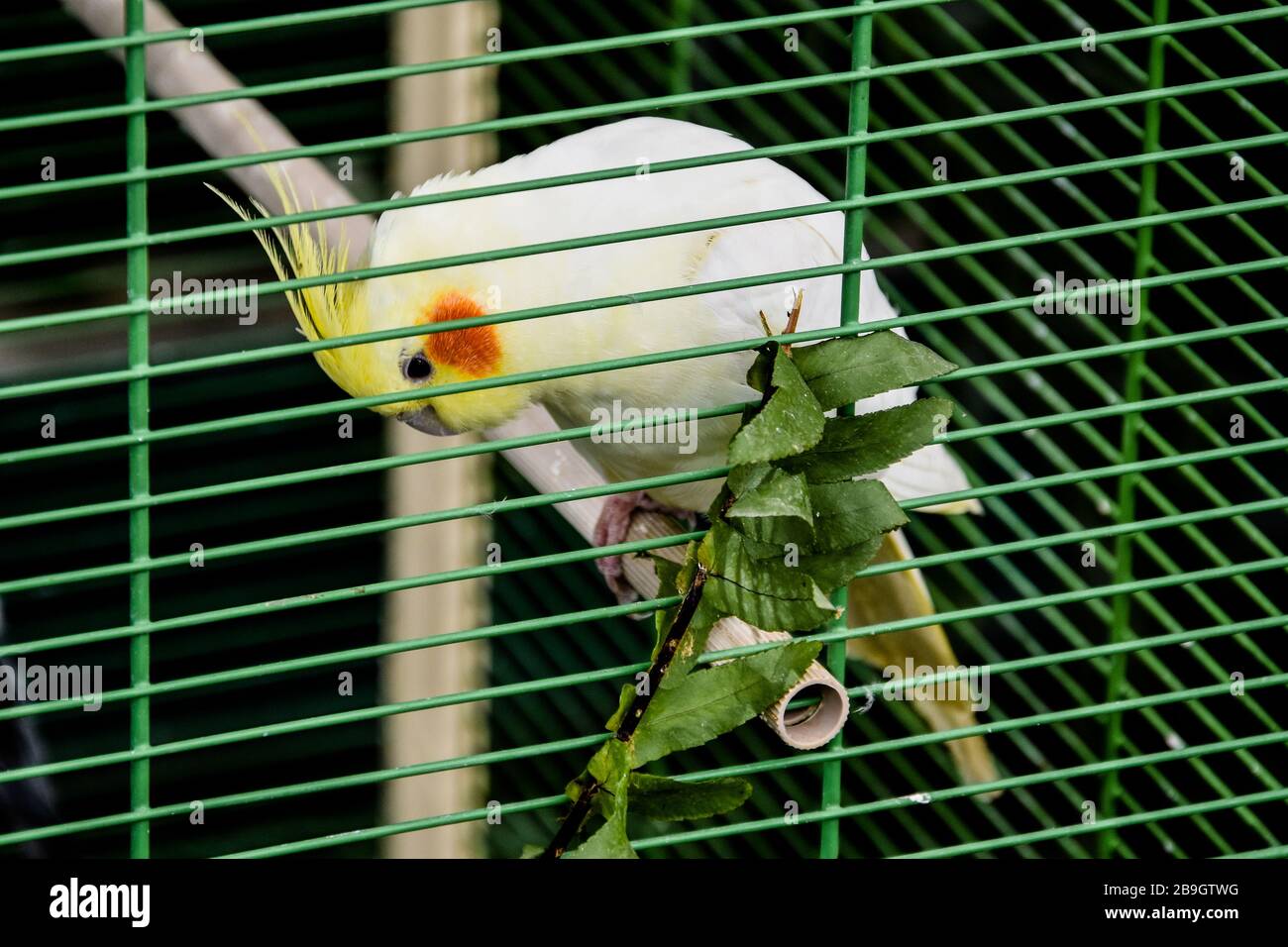 Lonely and sad parrot sitting isolated in cage Stock Photo Alamy
