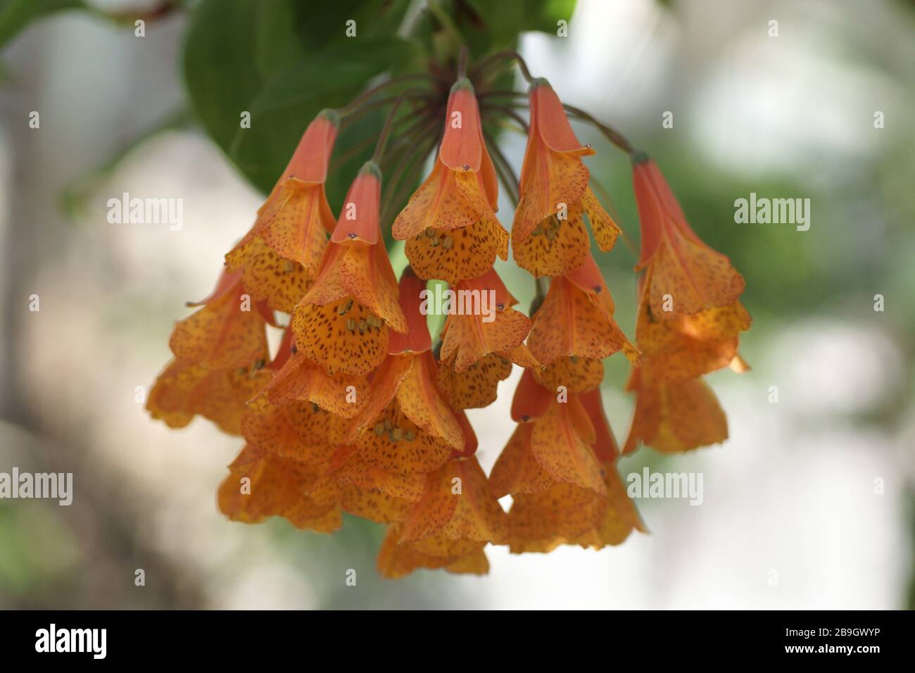 Bomarea multiflora Stock Photo