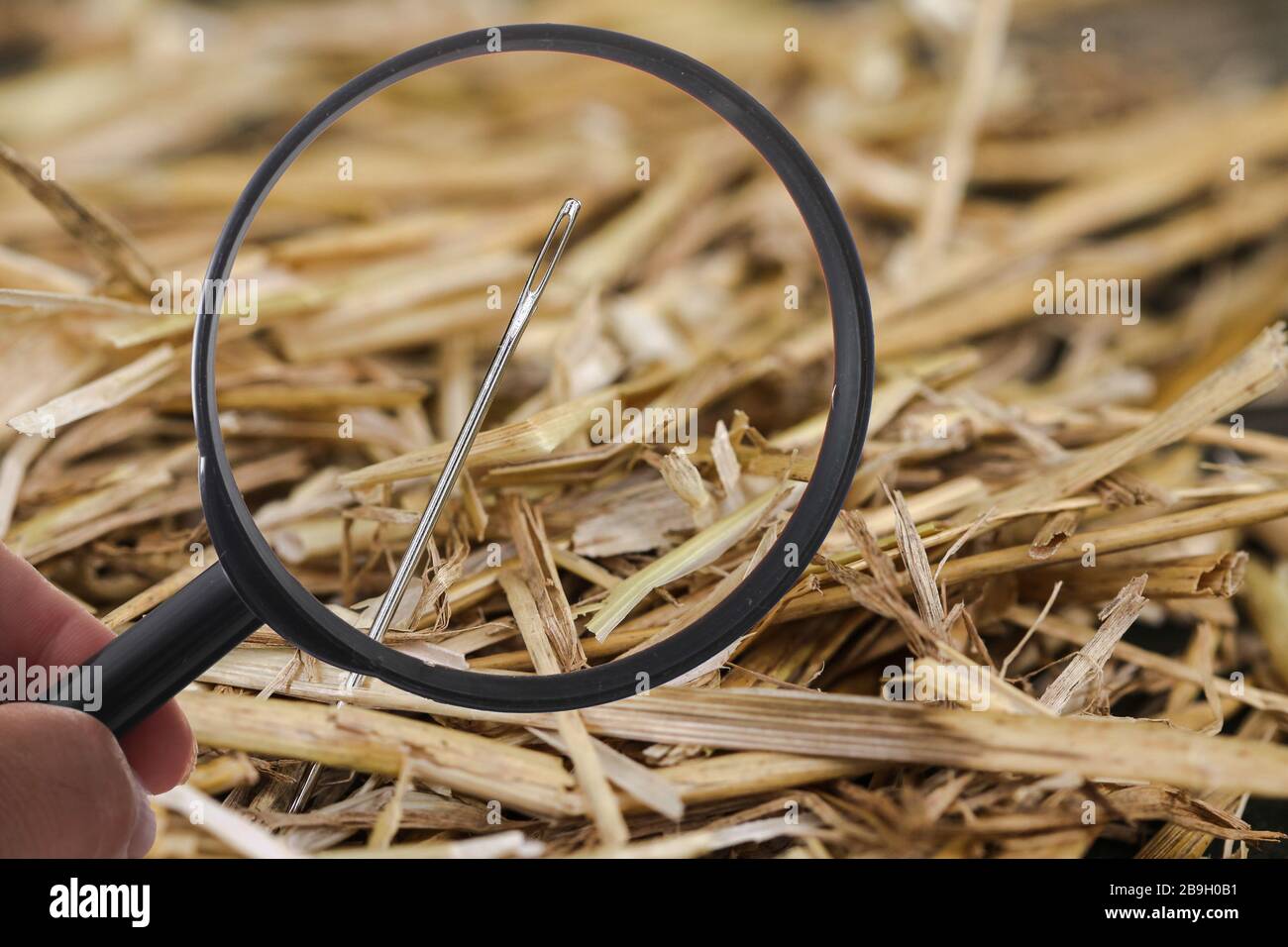 Needle is lost in haystack and searching with loupe Stock Photo Alamy