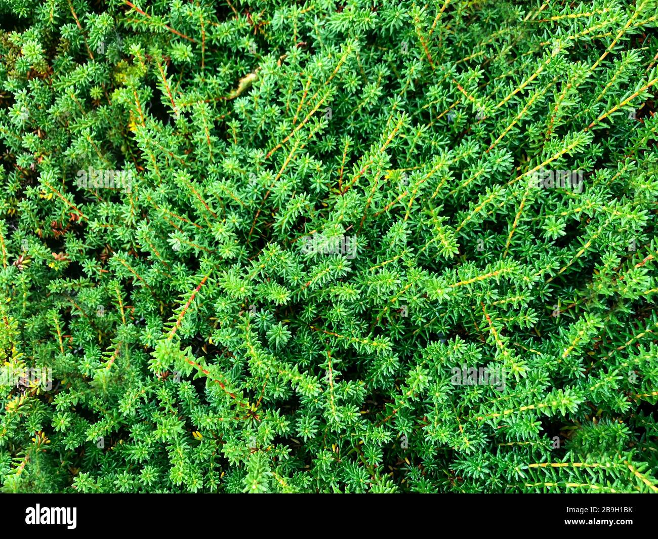 Detail texture in conifer leaves hi-res stock photography and images ...