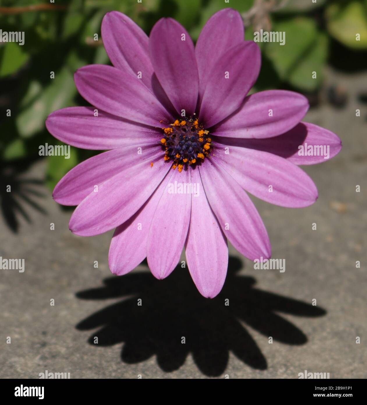 Purple Flower and it's Silhouette, Paphos, Cyprus Stock Photo