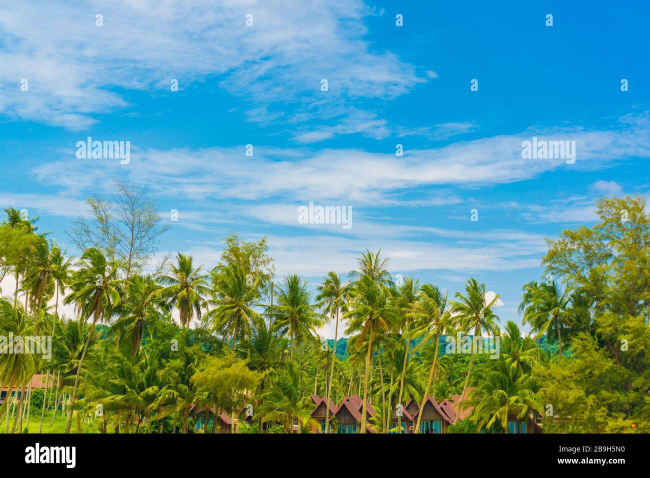 Coconut palm tree blue sky background in island Stock Photo - Alamy