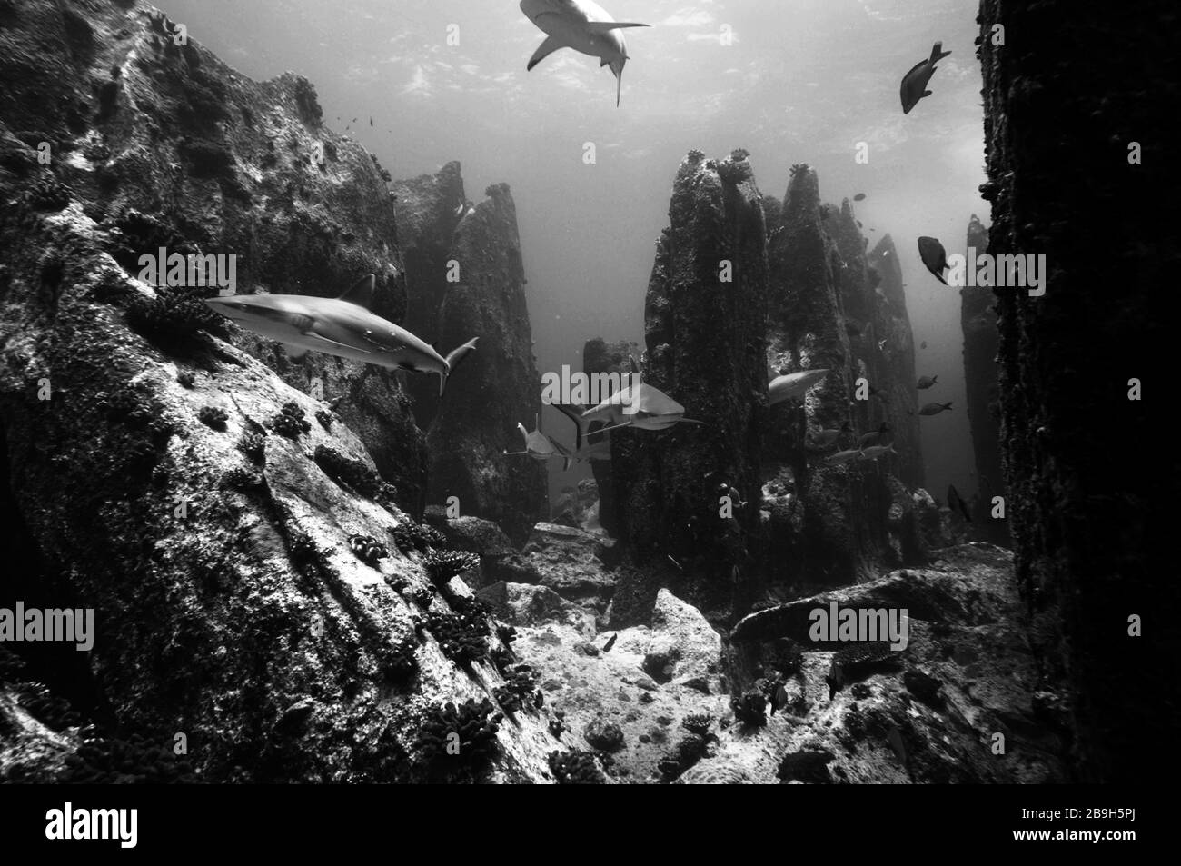 Grey Sharks reef (Carcharhinus amblyrhynchos), in the shark temple of marianne island. Seychelles Black and white. Stock Photo