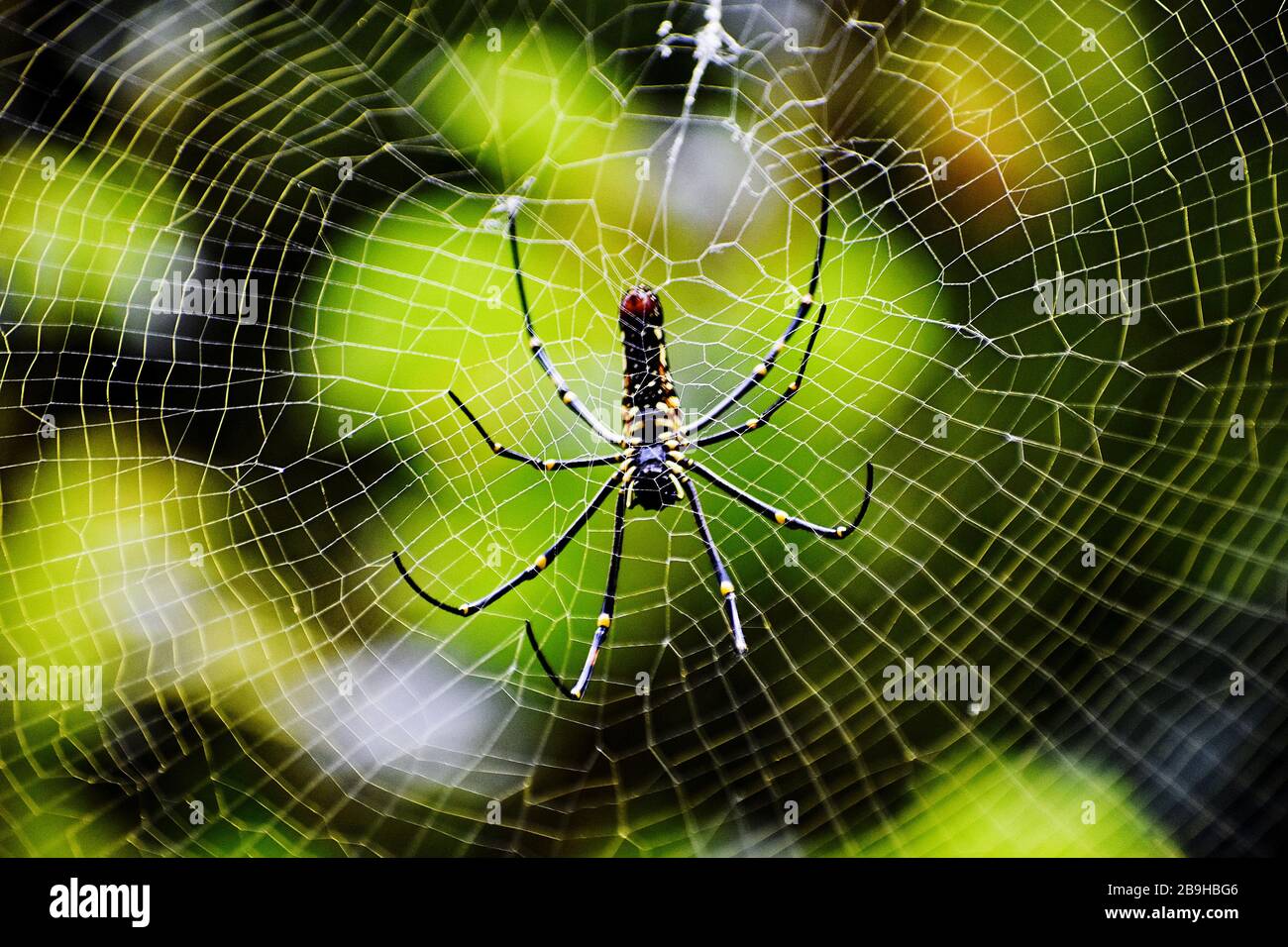 Deadly spider hi-res stock photography and images - Alamy