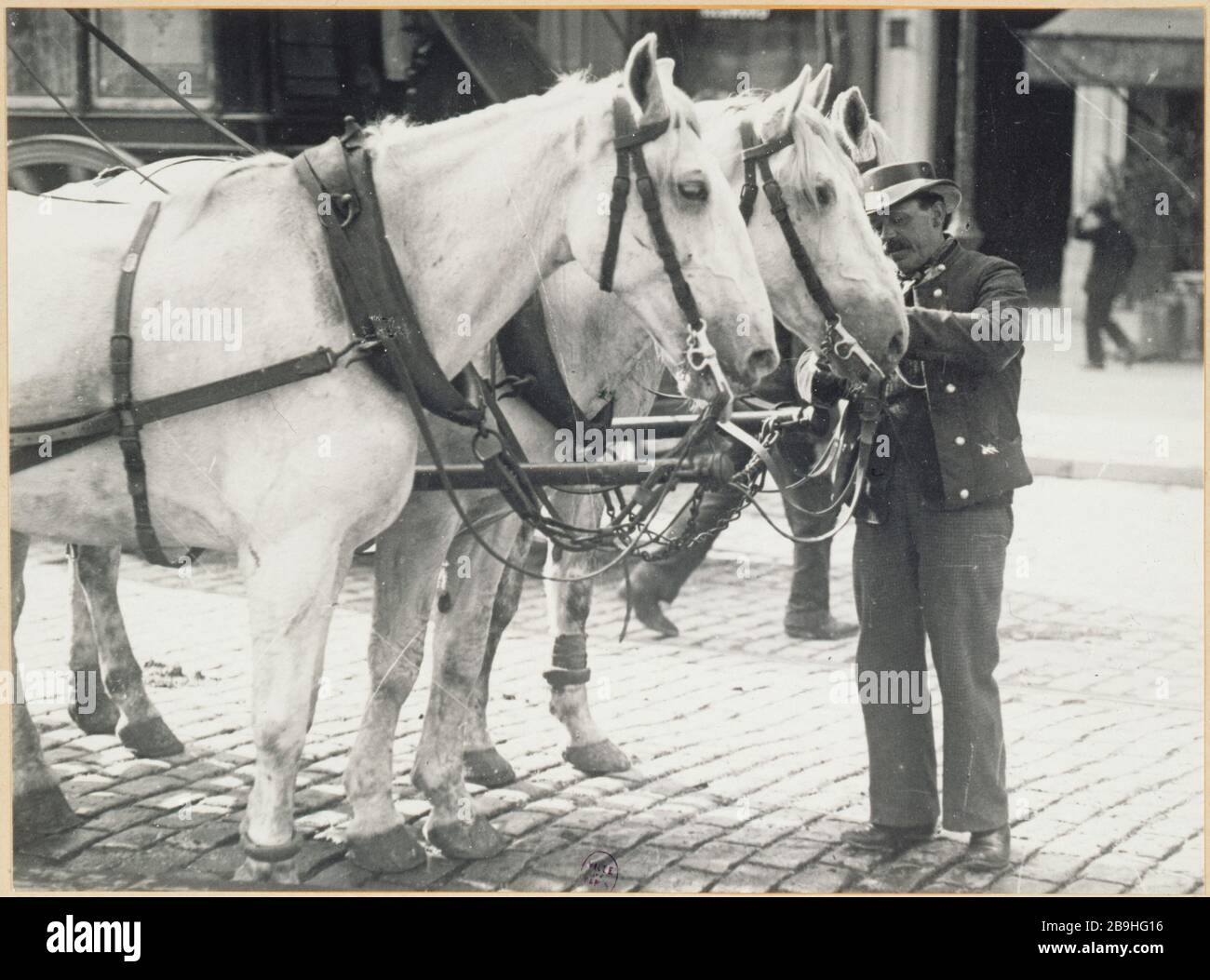 CHECK OF HIS HORSE CARE OMNIBUS Cocher d'omnibus soignant ses chevaux. Paris, vers 1900. Photographie de Louis Vert (1865-1924). Paris, musée Carnavalet. Stock Photo