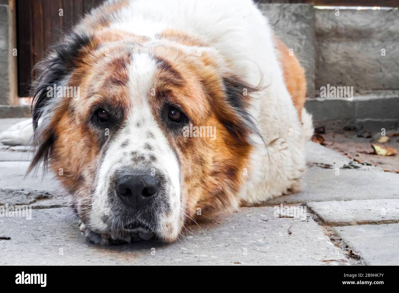 Portrait of a pensive dog resting its head on its paws. Breed Central Asian Shepherd (Alabai) Stock Photo