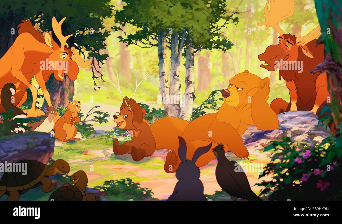 Koda the bear hires stock photography and images Alamy