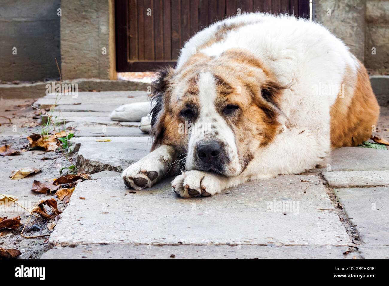 Sleeping dog resting its head on its paws. Breed Central Asian Shepherd (Alabai) Stock Photo
