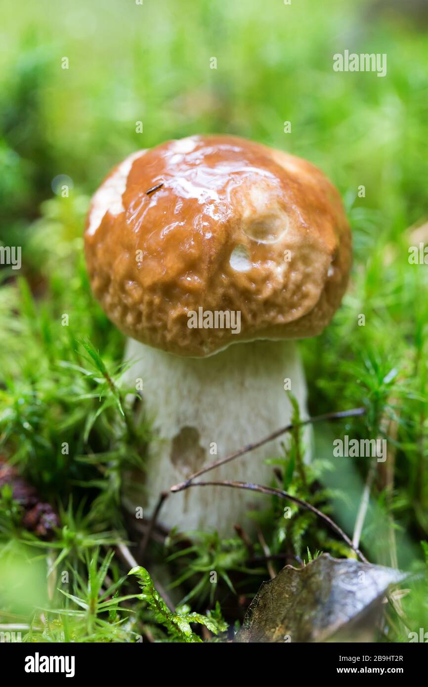 Beautiful porcini growing mushroom in moss in forest. Gathering cep mushrooms in woodland. Shallow depth of field Stock Photo
