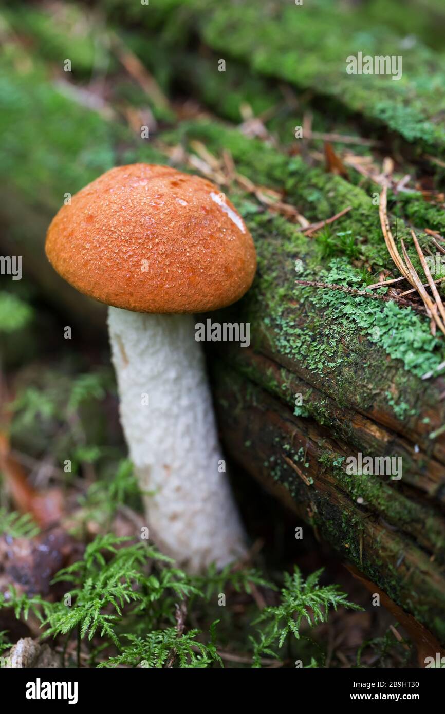 Orange cap boletus mushroom growing near log in forest. Picking mushrooms in woodland. Shallow depth of field Stock Photo
