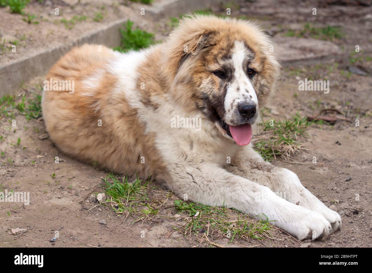 Seven months puppy of Central Asian Shepherd (Alabai) Stock Photo