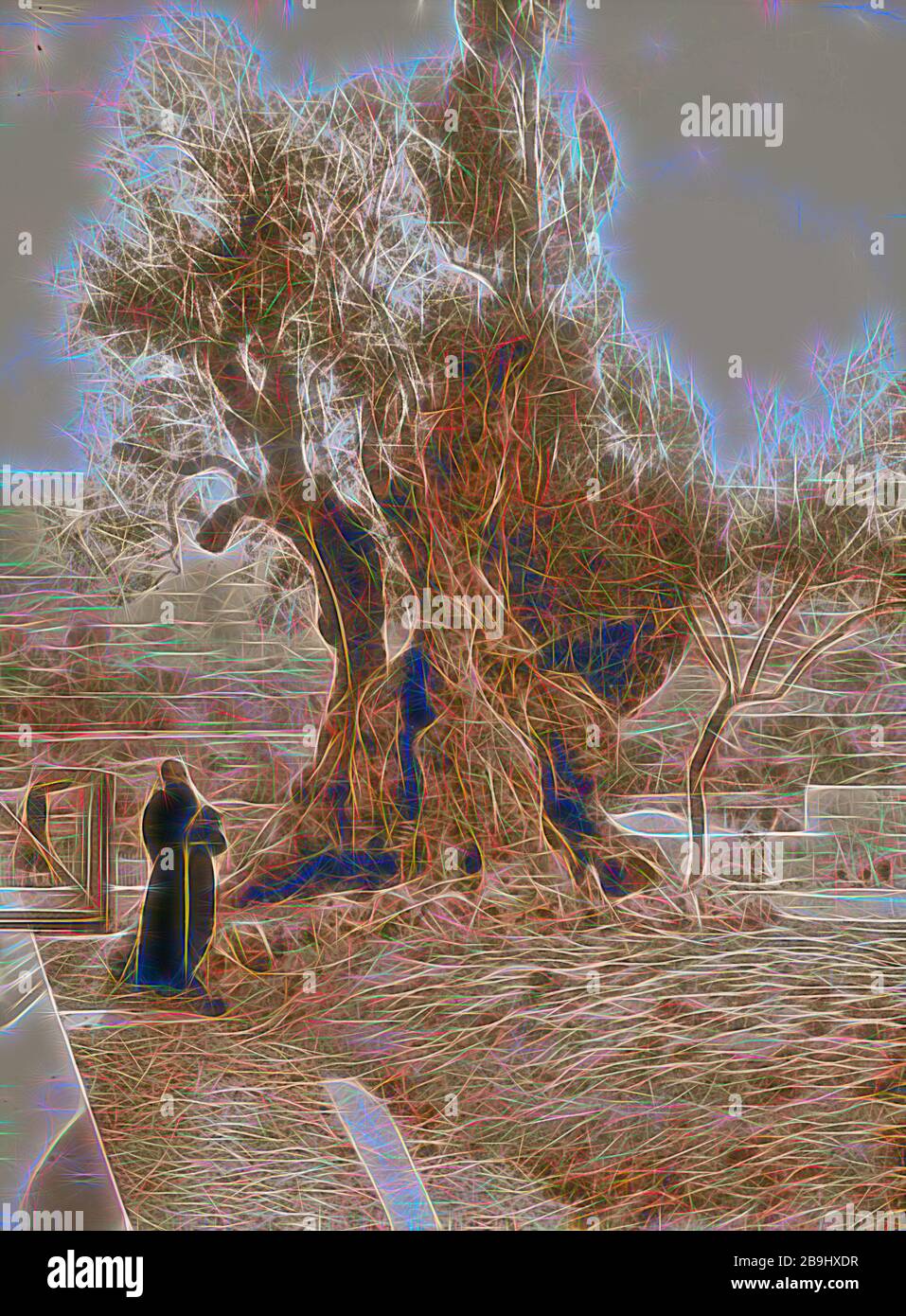 Mount of Olives, Bethany, Tree of Agony. 1900, Jerusalem, Israel Stock ...
