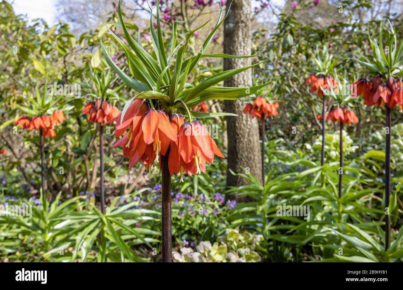 Tall Red Fritillaria Imperialis Crown Imperial Fritillary Rubra tall-red-fritillaria-imperialis-crown-imperial-fritillary-rubra