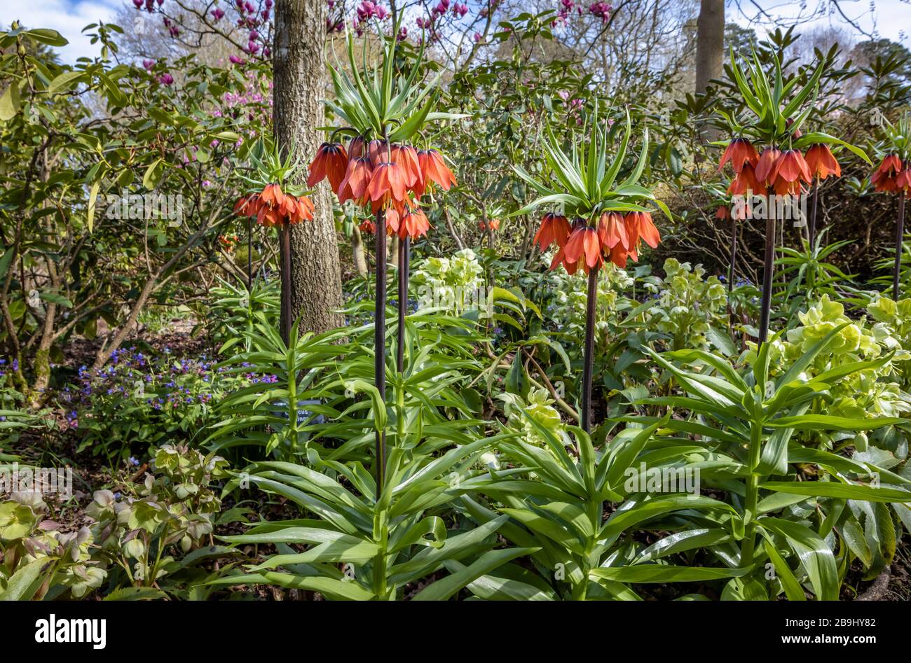 Tall Red Fritillaria Imperialis Crown Imperial Fritillary Rubra With Large Bell Shaped Flowers Flowering In Rhs Garden Wisley Surrey In Spring Stock Photo Alamy