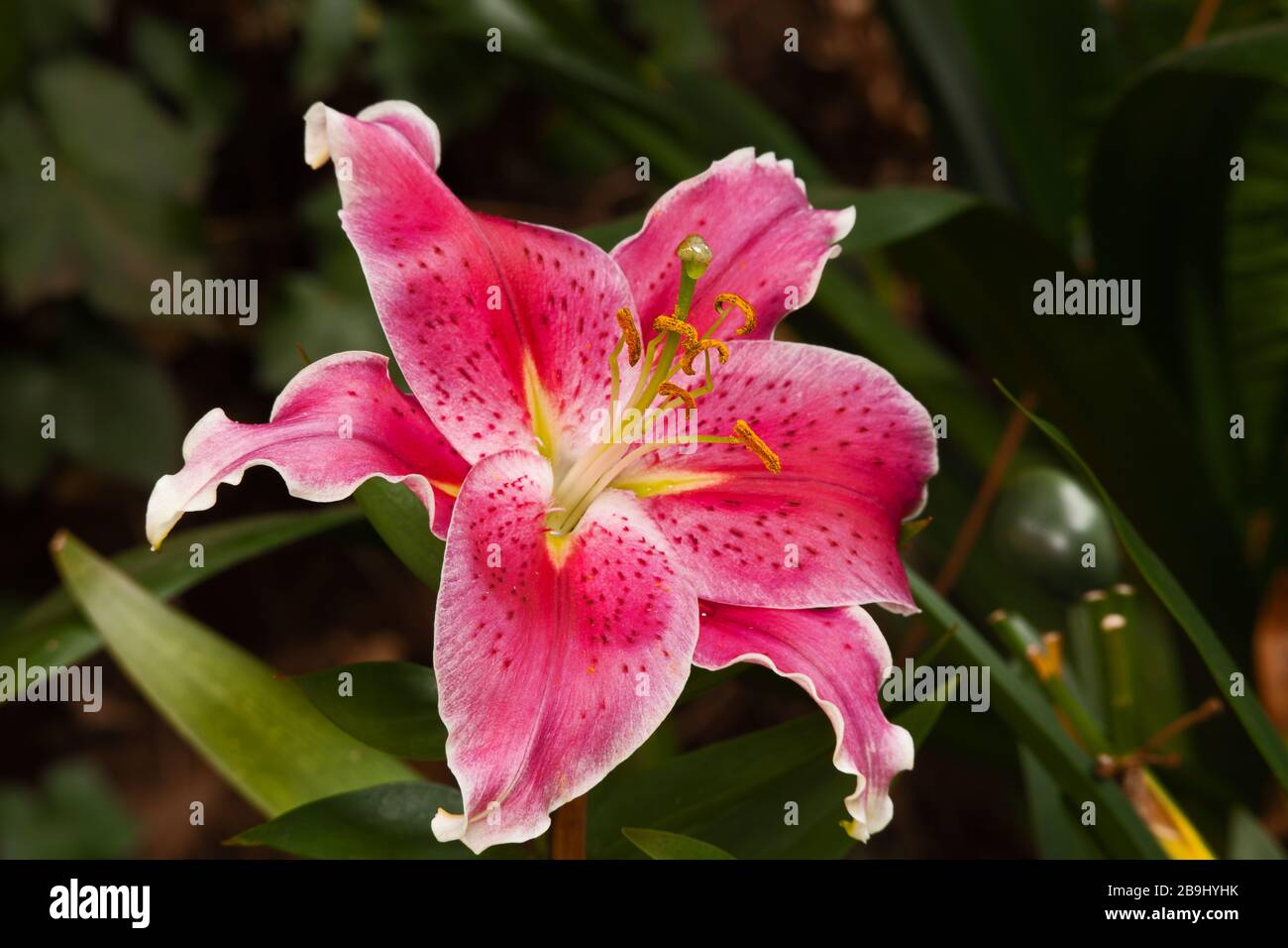 Pink Oriental Lily 1 Stock Photo Alamy