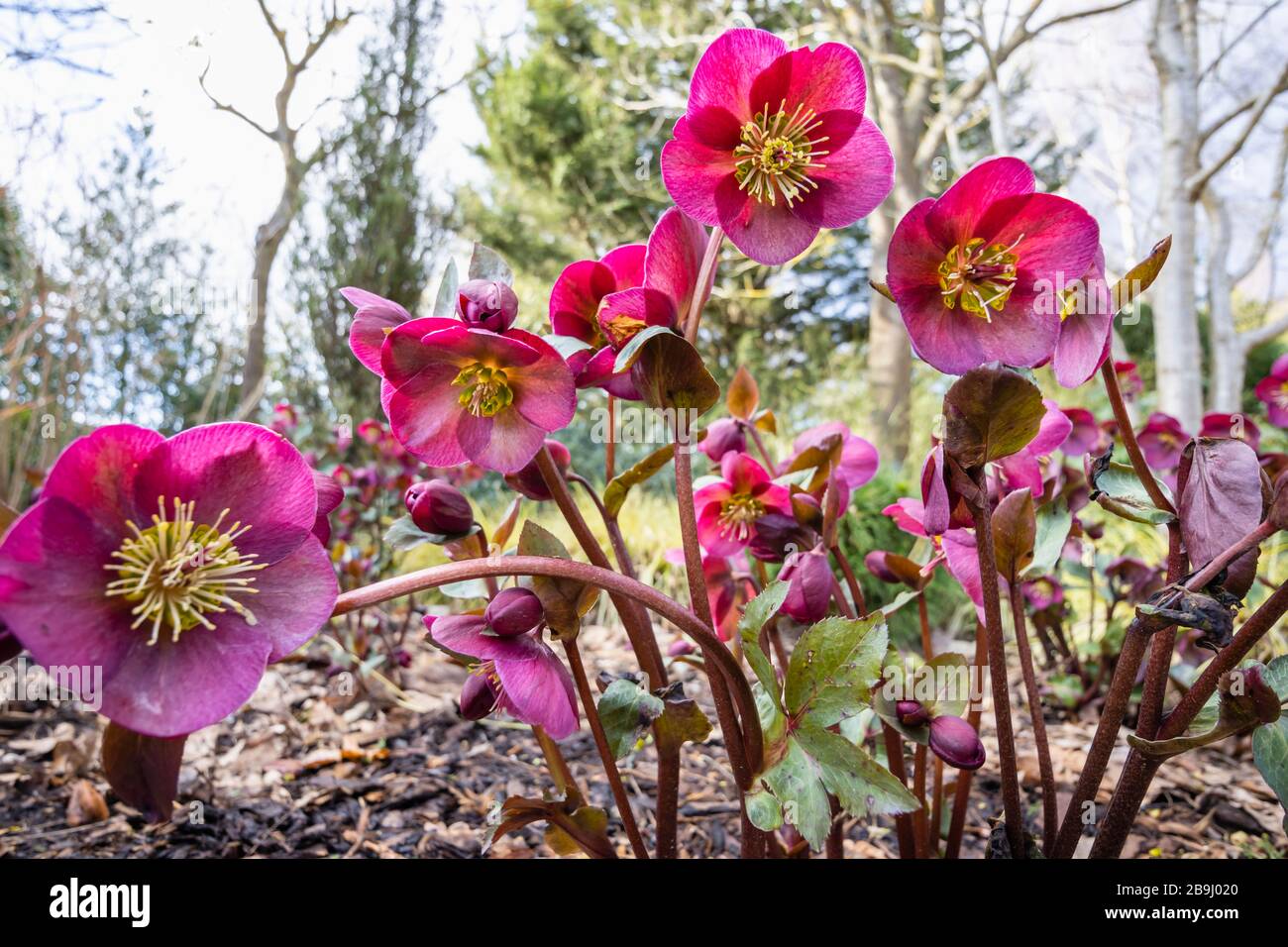 Helleborus Rodney Davey Marbled Group, purple 'Ann's Red', hellebore or ...