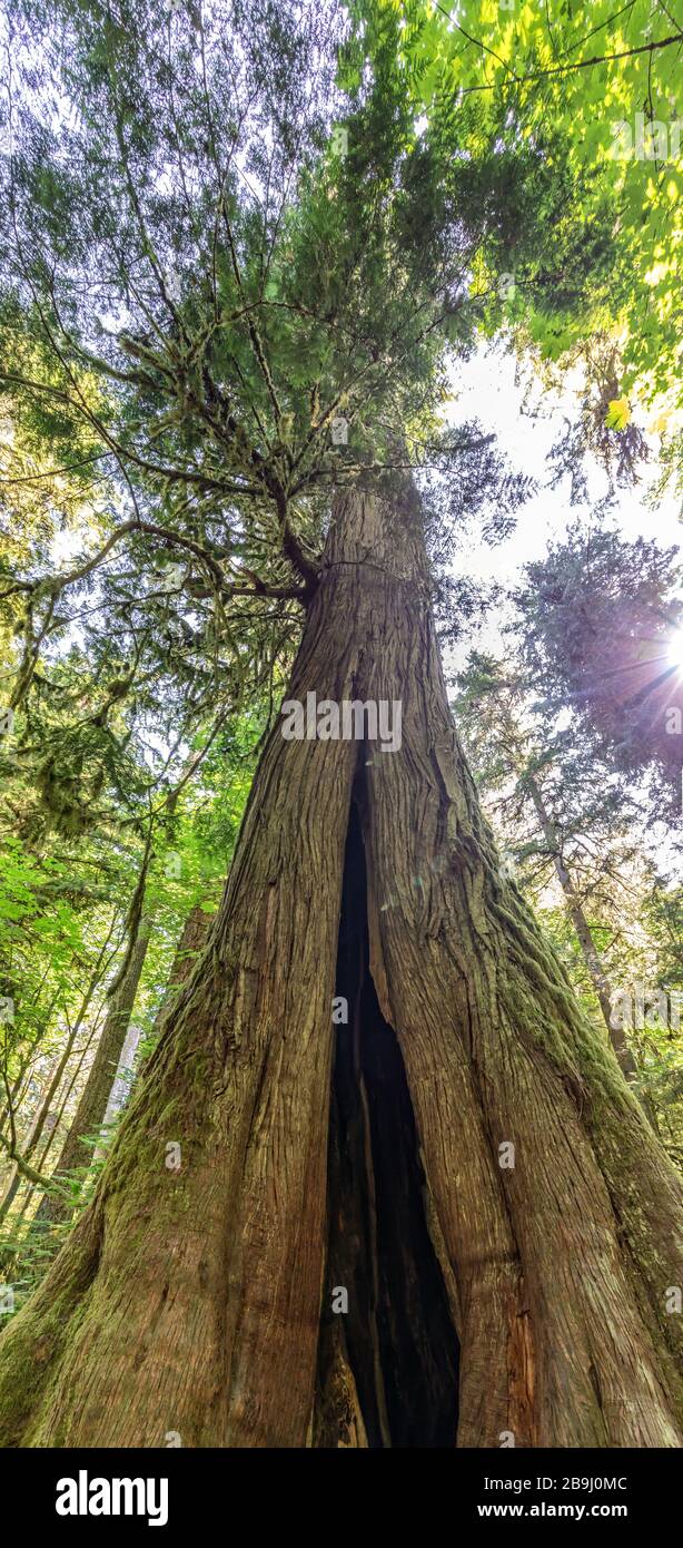 Big Douglas fir tree in Cathedral Grove, MacMillan Provincial Park, Vancouver island, Bristish Columbia, Canada Stock Photo