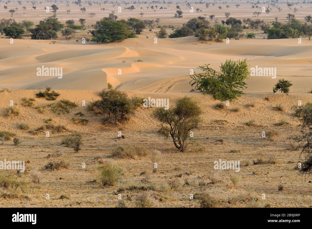 Jaisalmer, Rajasthan, India. The Thar desert Stock Photo - Alamy