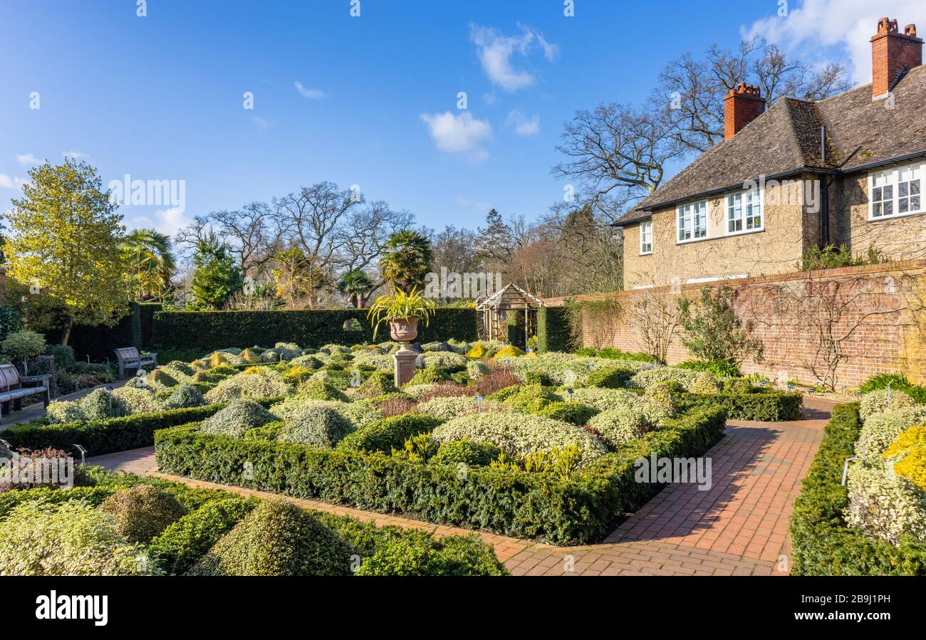The formal Knot Garden, an enclosed walled garden with evergreen bushes including berberis, RHS Gardens, Wisley, Surrey, south-east England, in winter Stock Photo