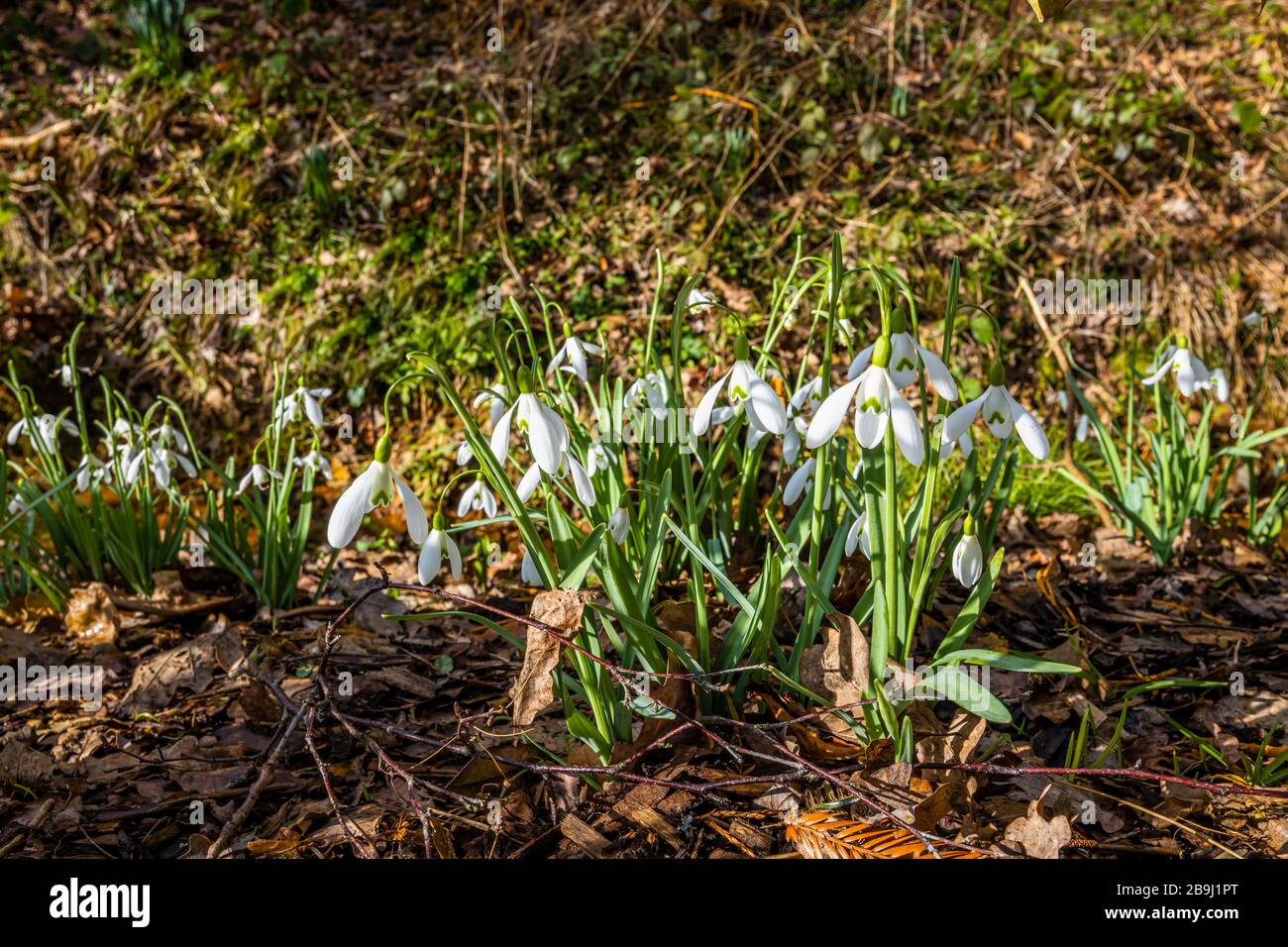 Close-up view of a clump of snowdrops, Galanthus 'Magnet', growing and flowering in winter in  RHS Gardens, Wisley, Surrey, south-east England Stock Photo