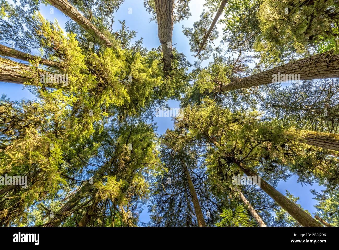 Douglas fir trees from below in Cathedral Grove,  MacMillan Provincial Park, Vancouver island, Bristish Columbia, Canada Stock Photo