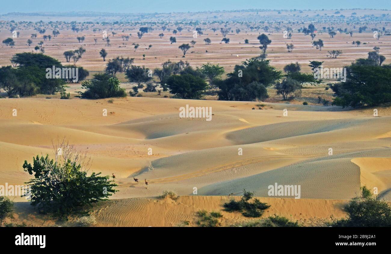 Thar desert jaisalmer, india hi-res stock photography and images - Alamy