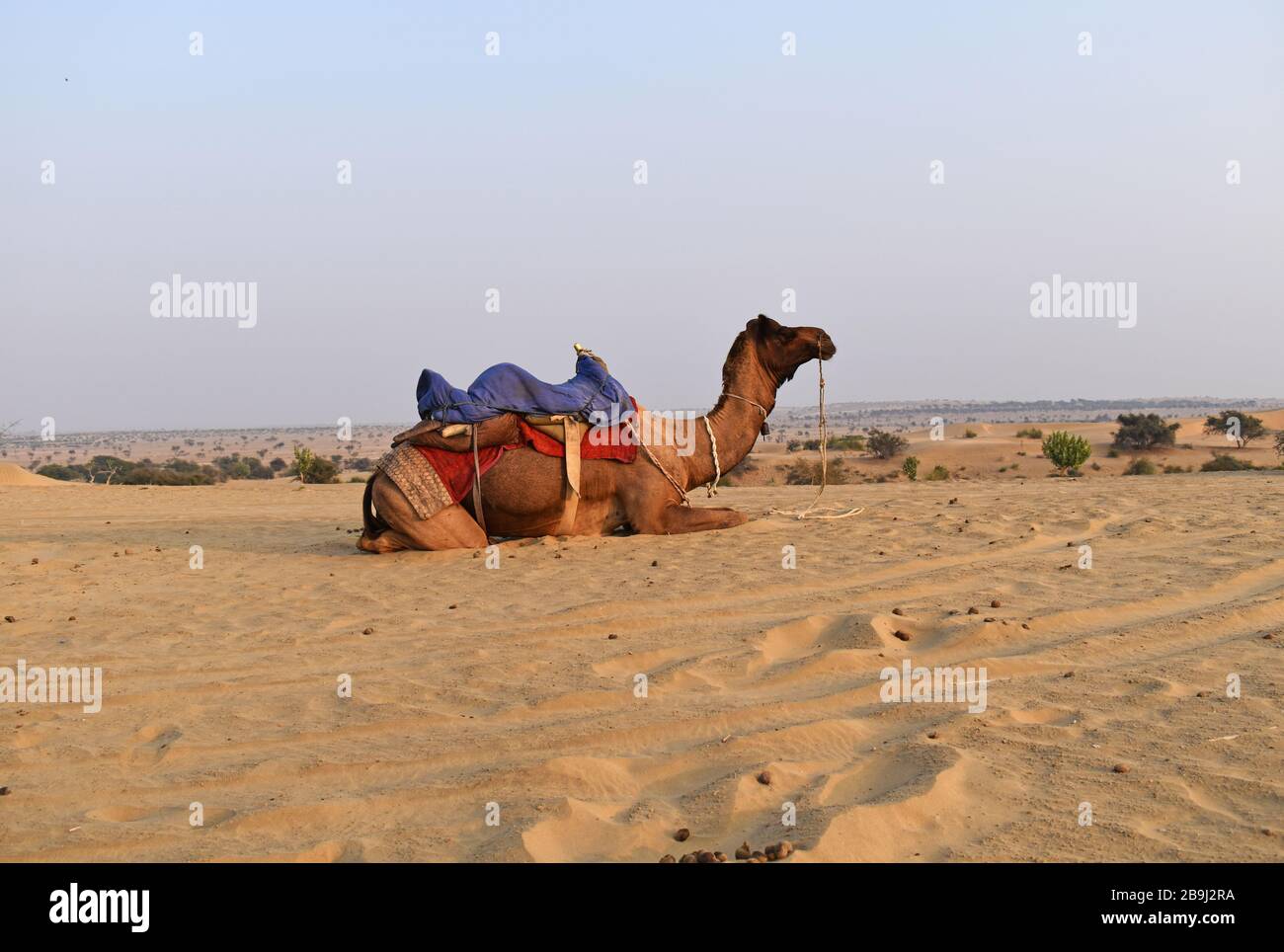 Jaisalmer, Rajasthan, India. The Thar desert Stock Photo - Alamy