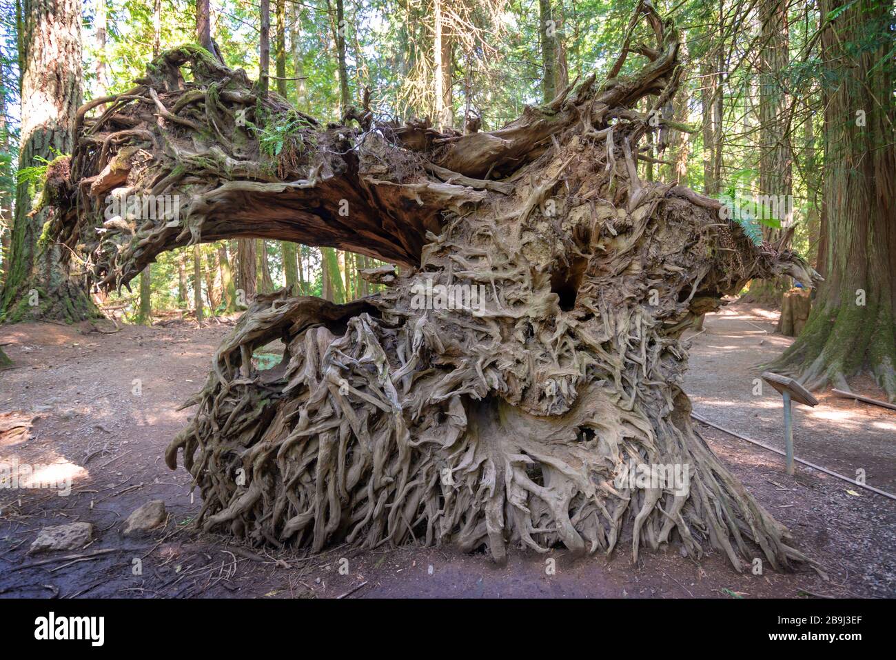 Stump of a fallen tree in Cathedral Grove,  MacMillan Provincial Park, Vancouver island, Bristish Columbia, Canada Stock Photo