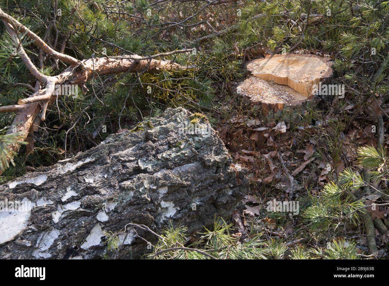 cut birch tree Stock Photo Alamy