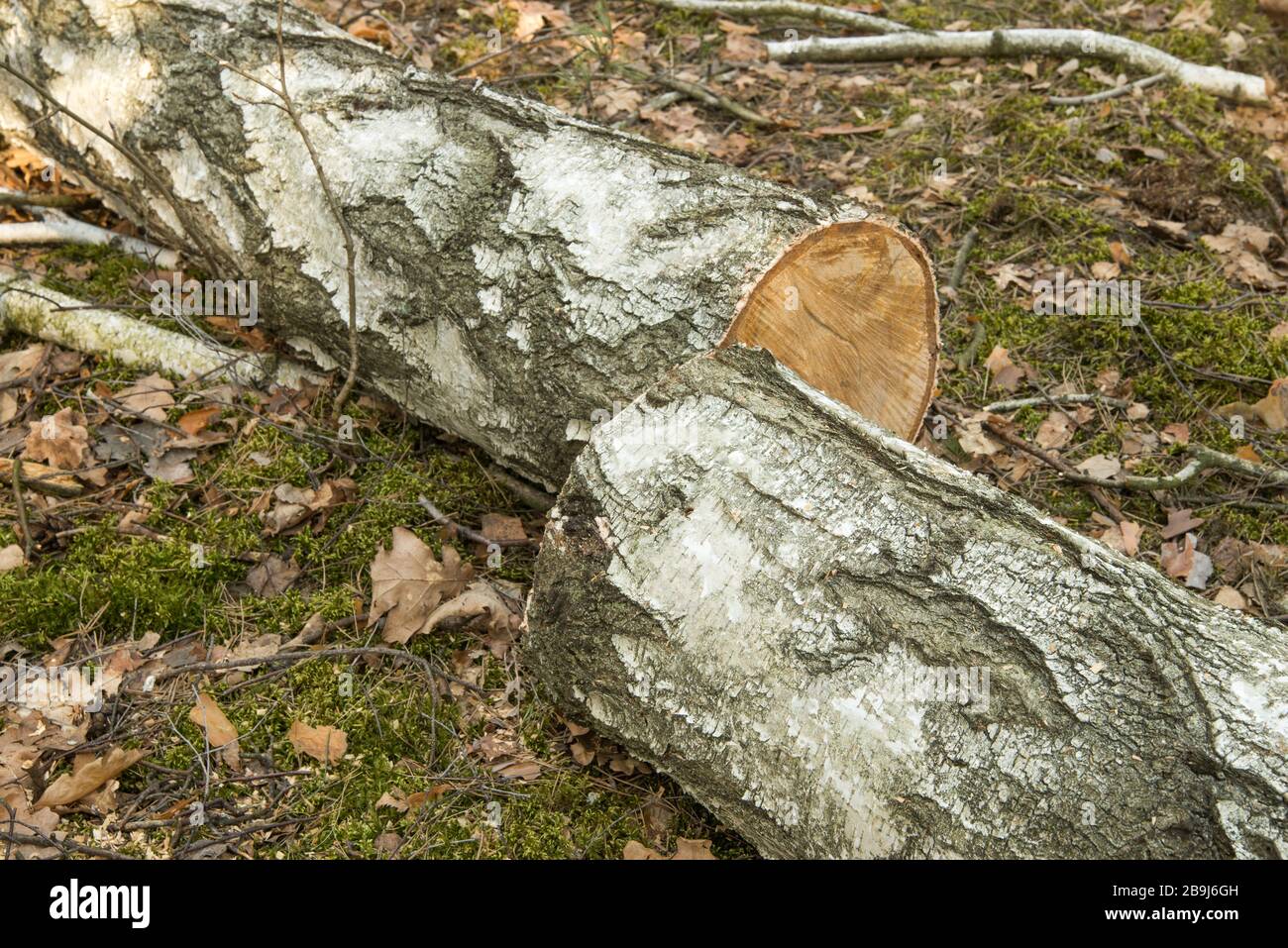 cut birch tree Stock Photo - Alamy