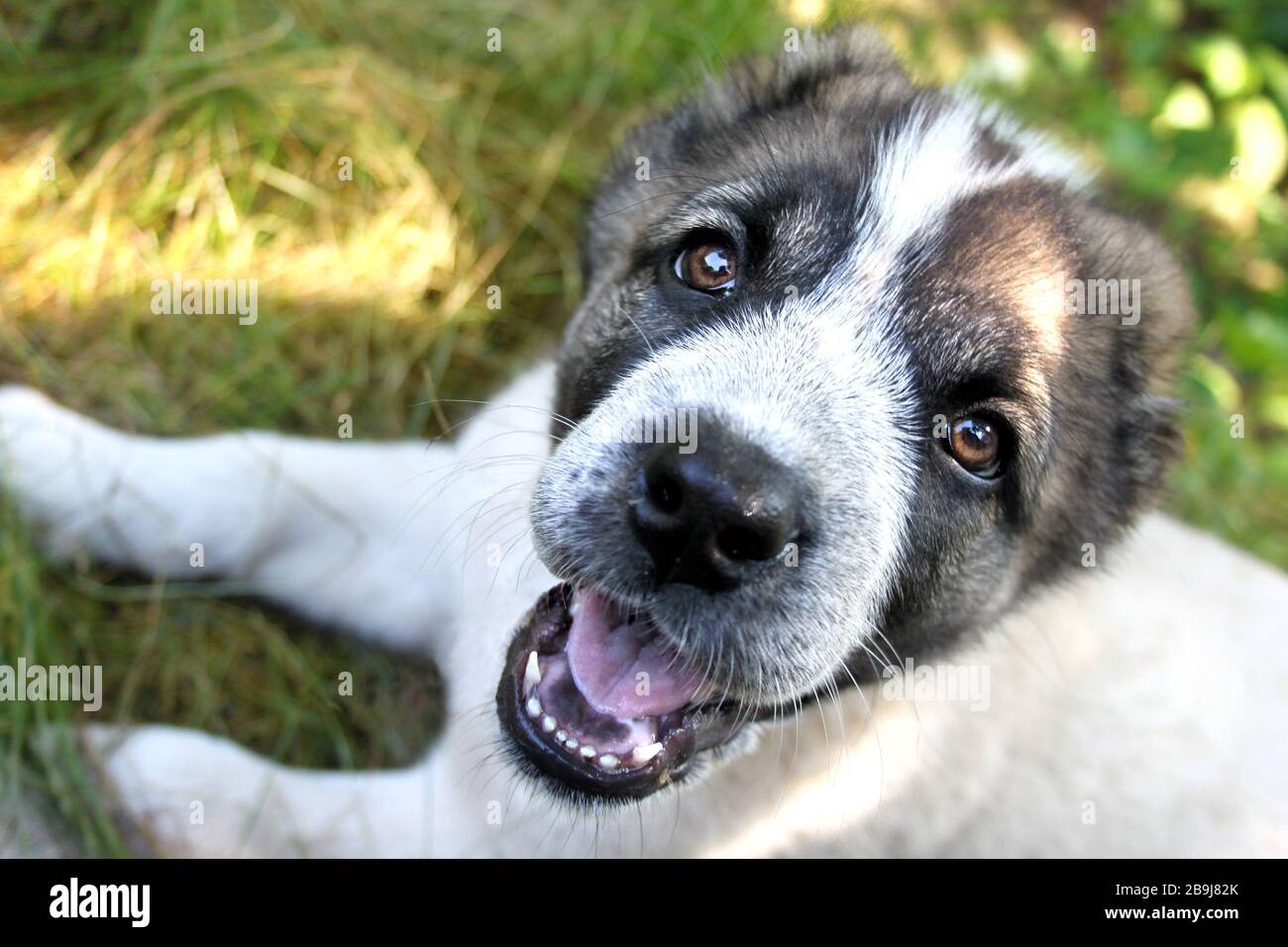 Get Afghan Alabai Dog For Sale Pictures