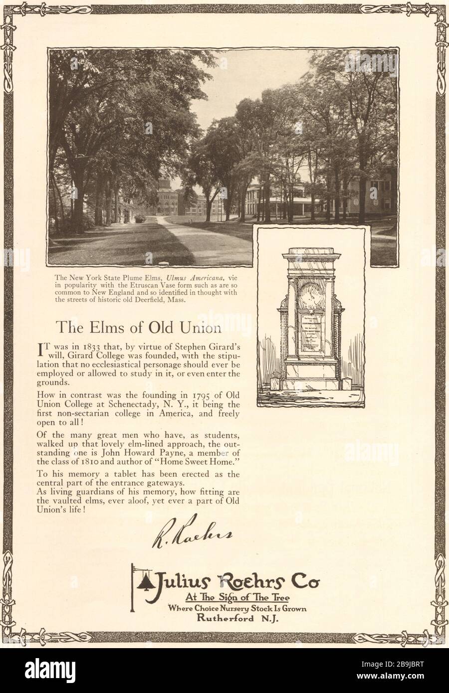 The Elms of Old Union. The New York state Plume Elms, Ulmus Americana. Julius Roehrs Co., Rutherford, New York (1922) Stock Photo