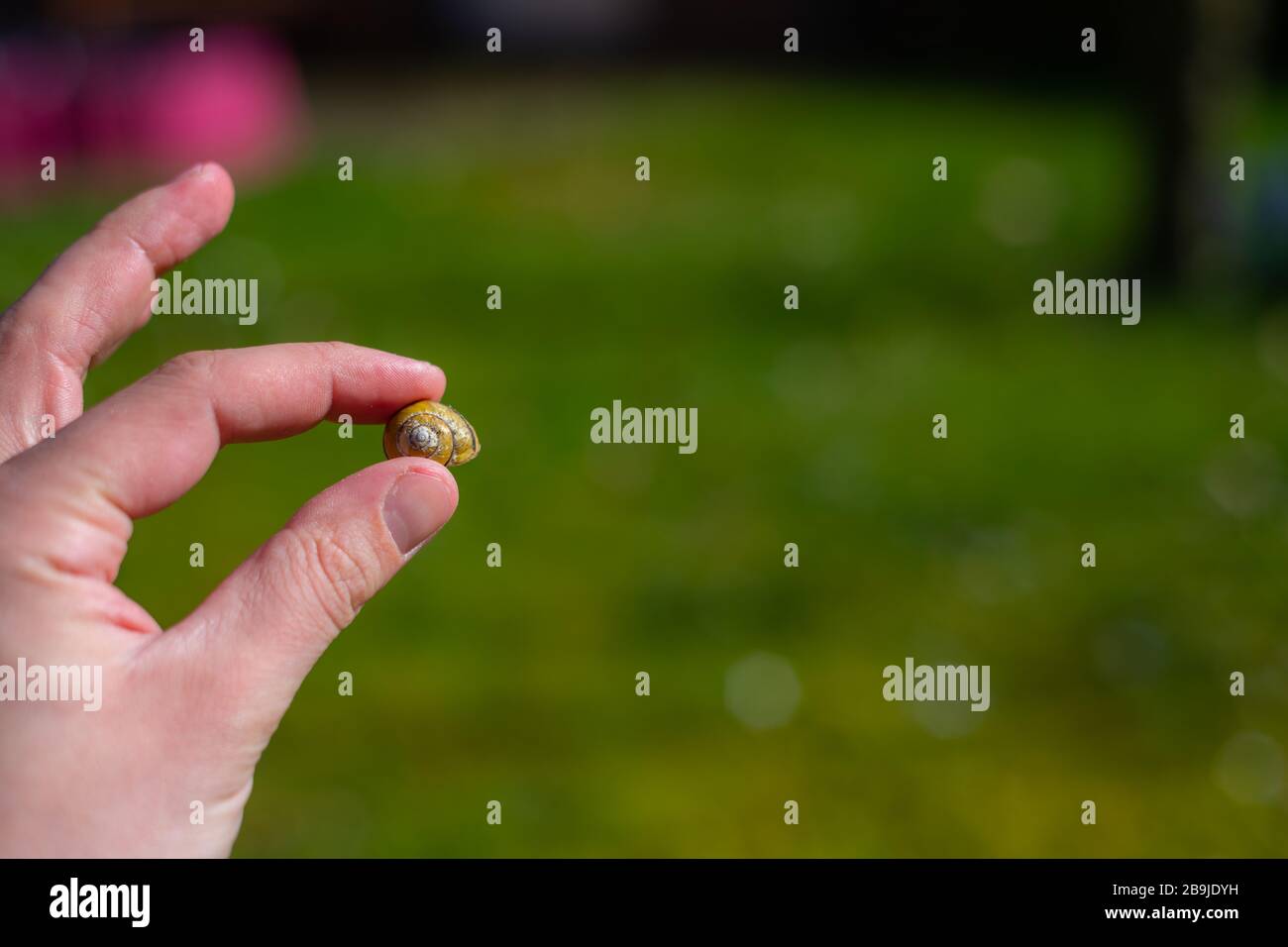 Shell Sign Finger A snail shell is held between individual fingers of a hand with a green ...