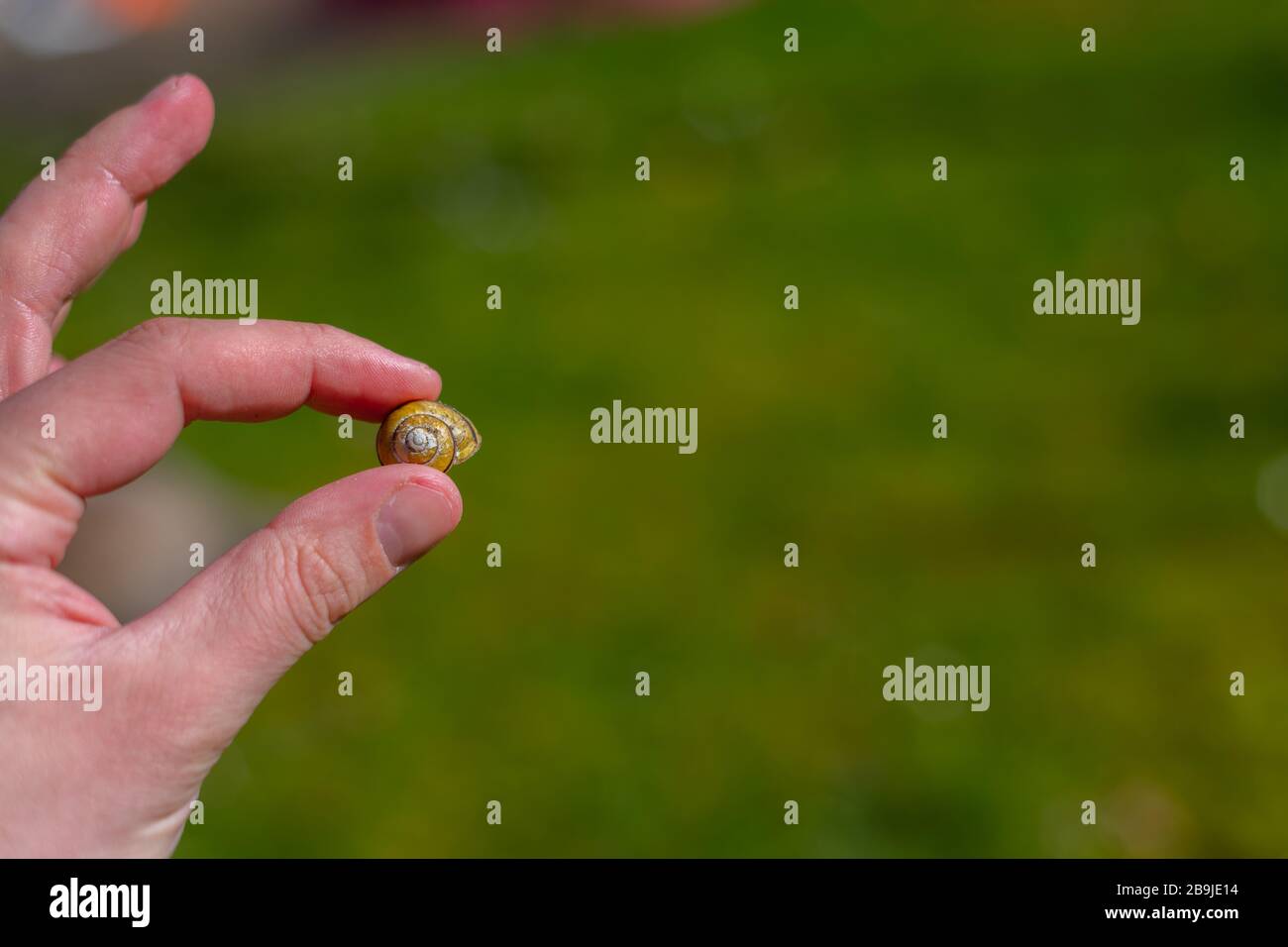 Shell Sign Finger A snail shell is held between individual fingers of a hand with a green ...