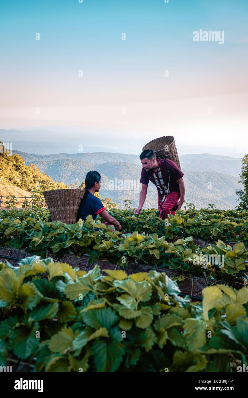MonCham Chiang Mai Thailand, couple in traditional lana clothes, men and woman picking up strawberry in northern thailand clothes, Mon Cham Chiang Mai Stock Photo