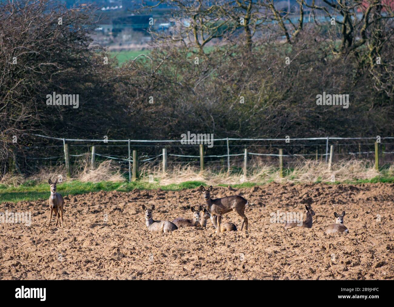 East Lothian, Scotland, United Kingdom. 24th March 2020. A herd of roe deer are well camouflaged lying in a freshly ploughed field and are alert to potential danger Stock Photo